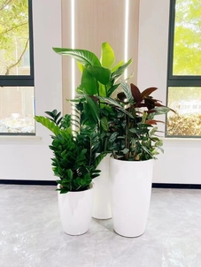 热词揭秘！宁波余姚花木租赁哪家是心头好？